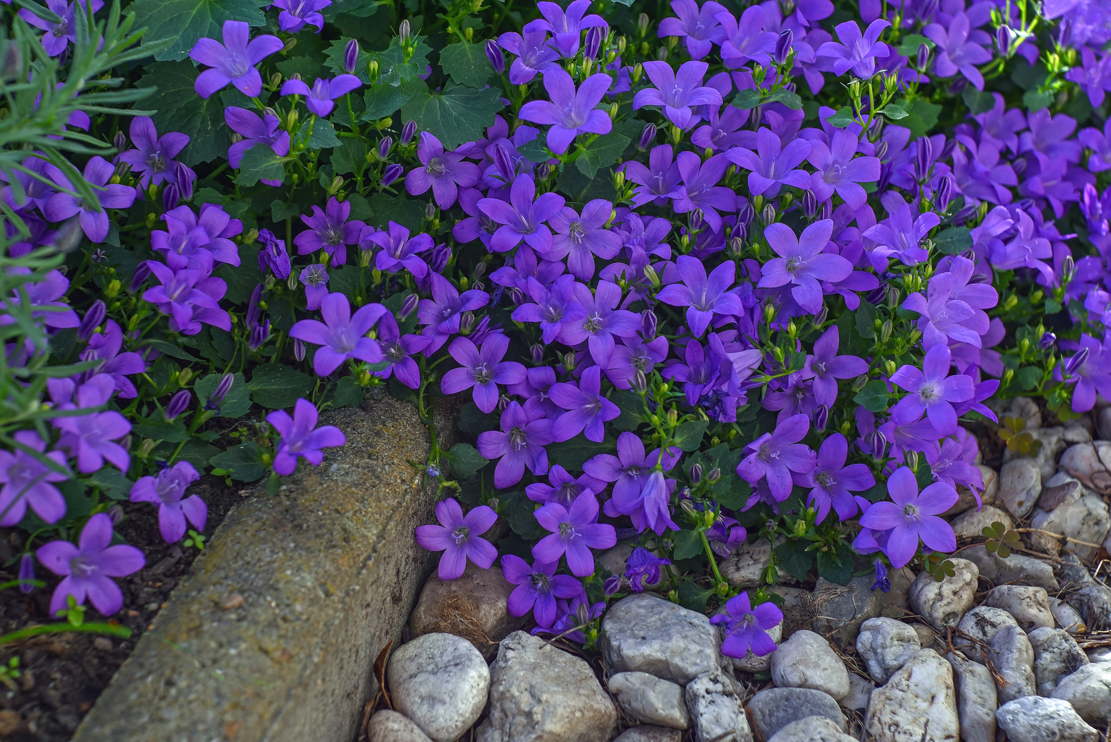 Stones and flowers