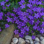 Stones and flowers