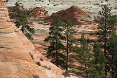 stones and trees