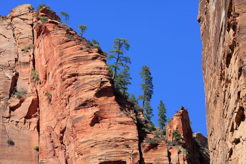 "Stones and Trees at Zion"