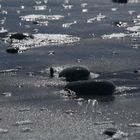 Stones at the Beach