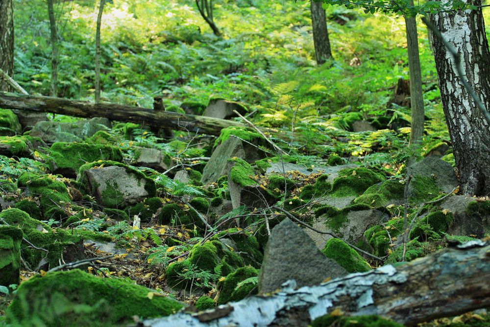 Stones in forest