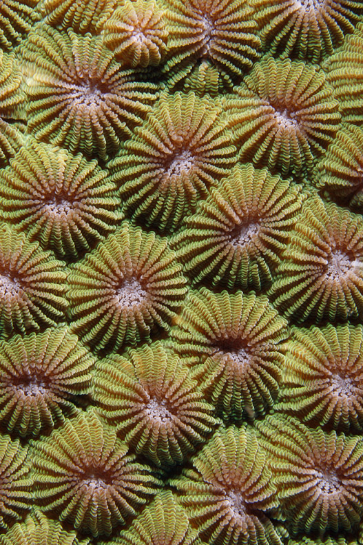 STONY CORAL