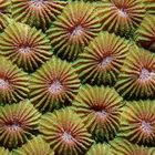 STONY CORAL