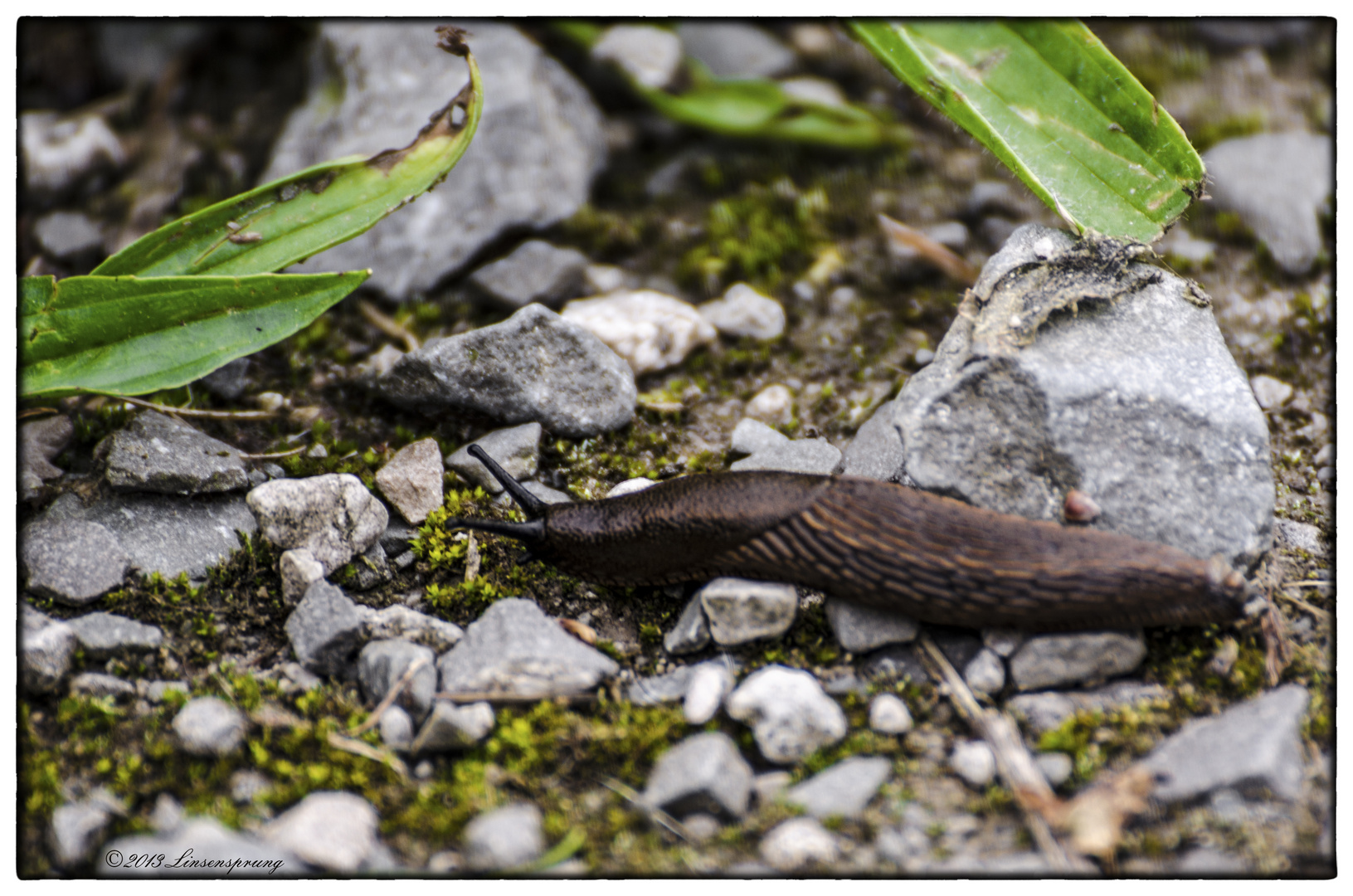 Stony Snail Trail