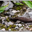 Stony Snail Trail