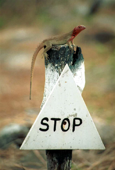 Stop!