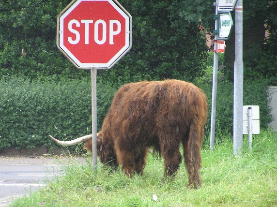 Stop! Bulle im Einsatz!