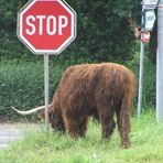 Stop! Bulle im Einsatz!