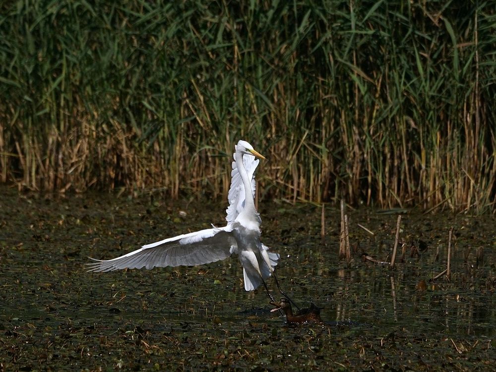 STOP - das ist mein Teich...