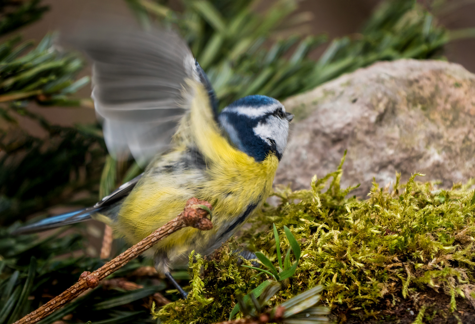 "Stop ... Halt ... Platz ... nicht Wegfliegen"