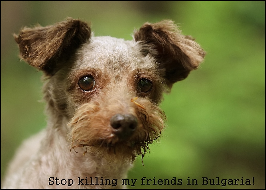 Stop killing my friends in Bulgaria!