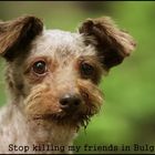 Stop killing my friends in Bulgaria!