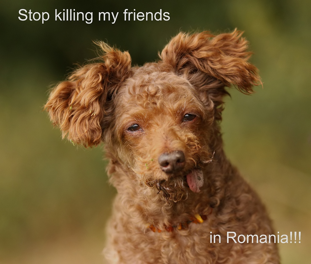 Stop killing my friends in Romania!