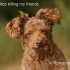 Stop killing my friends in Romania!