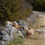 *STOP maltraitance des animaux pour la boucherie *