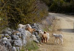 *STOP maltraitance des animaux pour la boucherie *