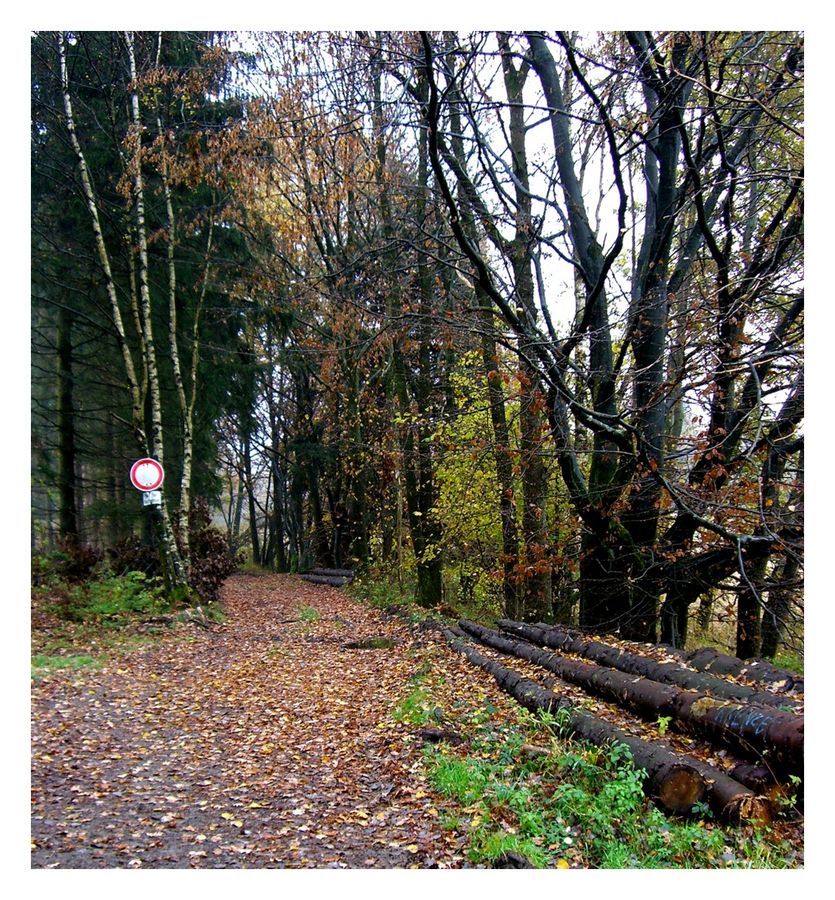 Stop! Morastiger Waldweg