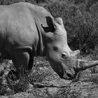 Stop Rhino Poaching