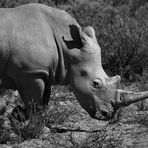 Stop Rhino Poaching