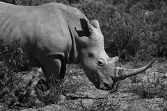 Stop Rhino Poaching