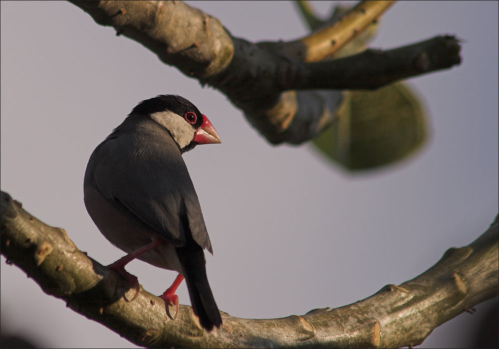 stopover - Java Sparrow