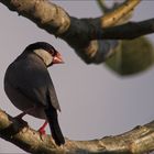 stopover - Java Sparrow