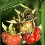 STOPP, das sind meine Himbeeren!