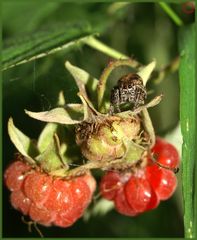 STOPP, das sind meine Himbeeren!