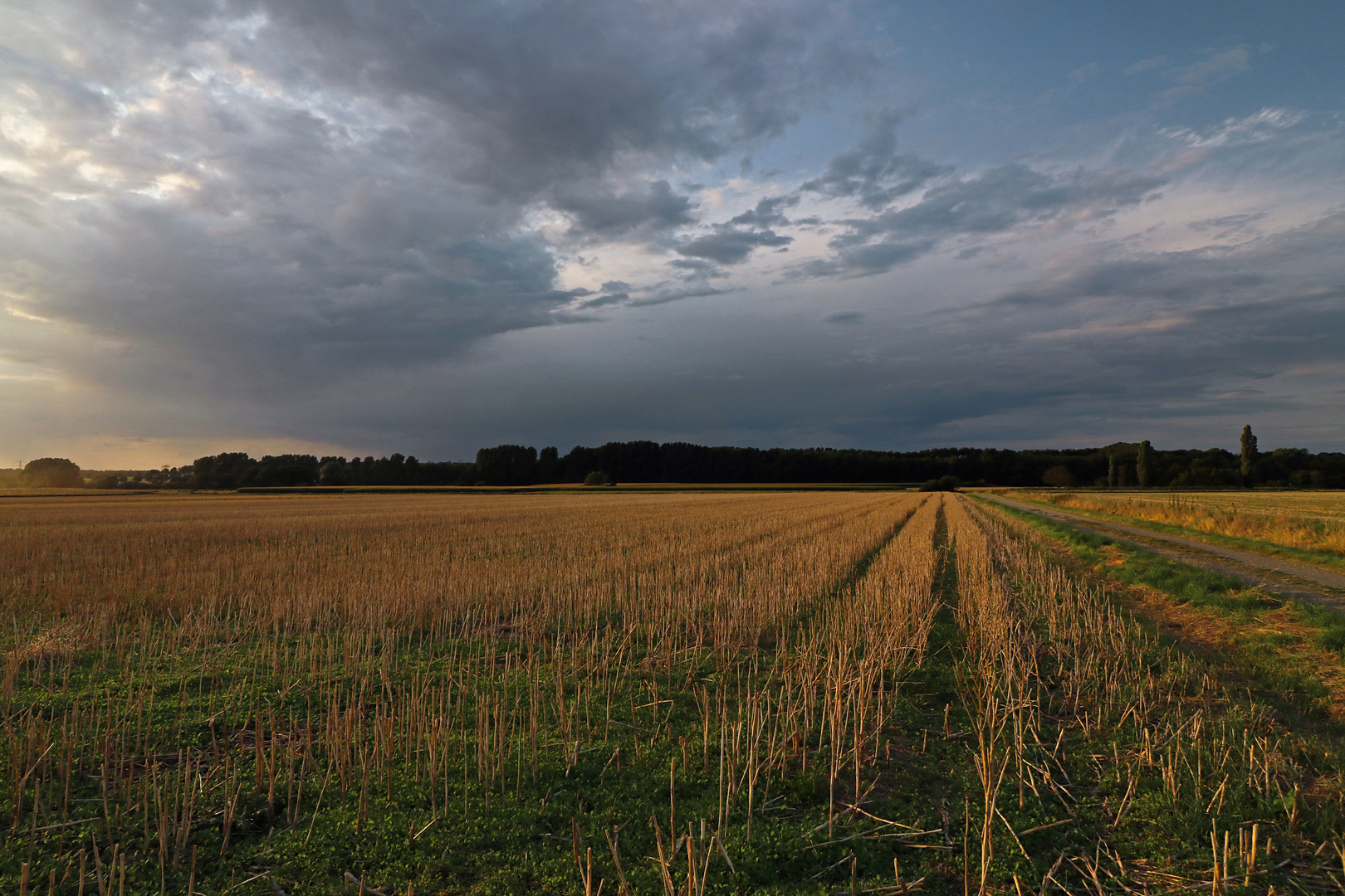 Stoppelacker im Abendlicht 