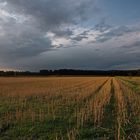 Stoppelacker im Abendlicht 