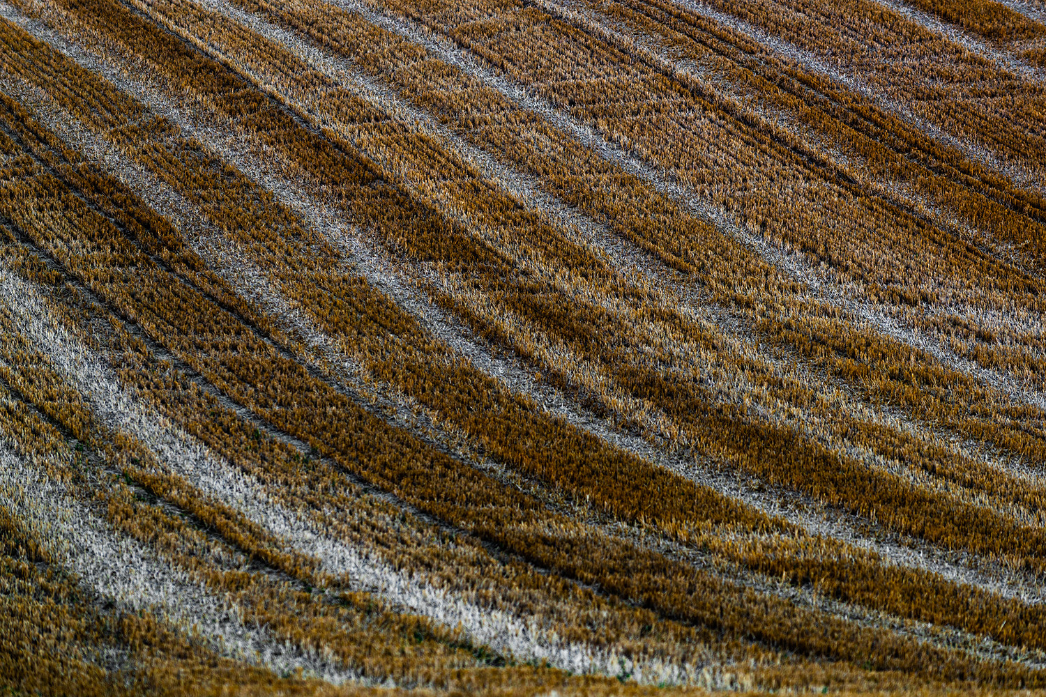Stoppelfeld Foto & Bild outdoor, natur, herbst Bilder auf