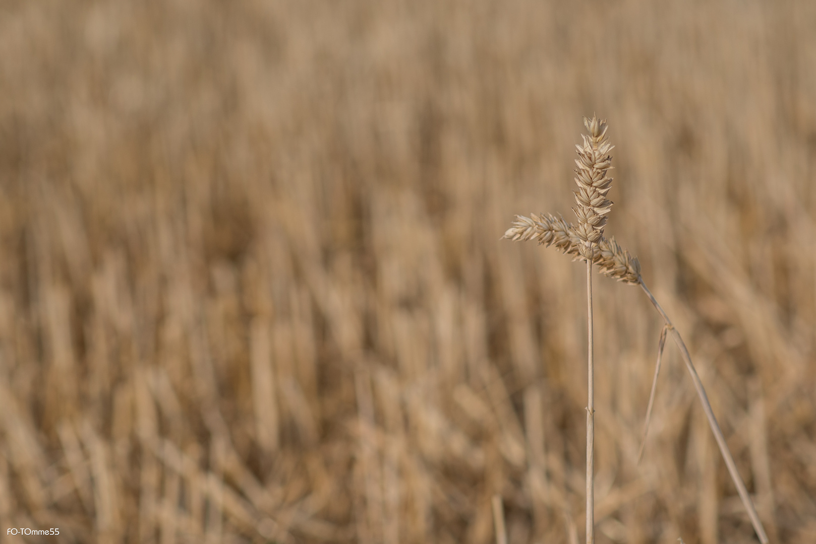 Stoppelfeld (3) Foto & Bild stillleben, landschaft, foodfotografie