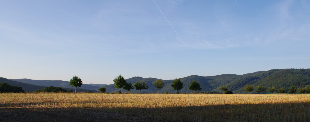 Stoppelfeld an einem Sommermorgen