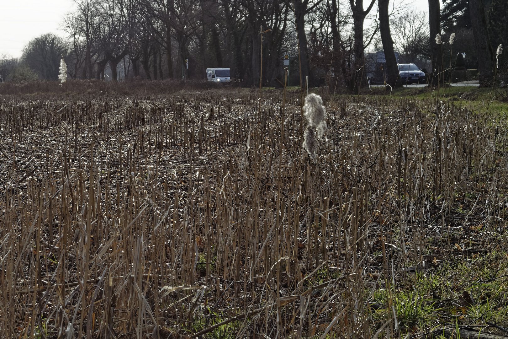 Stoppelfeld grenzt an Allee mit Bushaltestelle