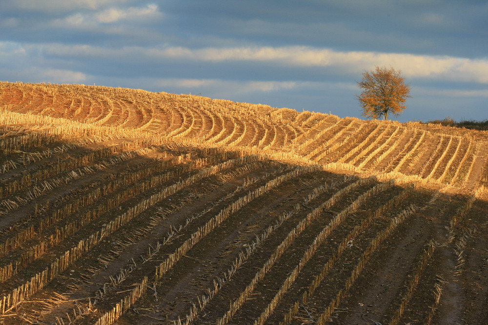 Stoppelfeld im Herbst