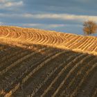 Stoppelfeld im Herbst