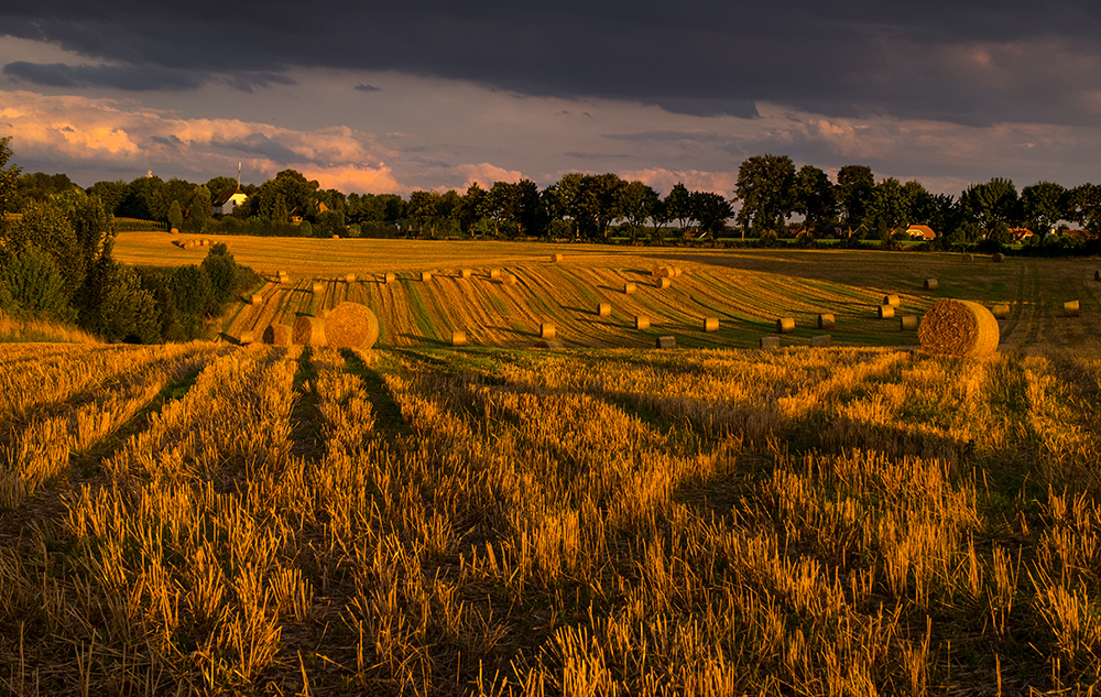 Stoppelfeld in der Abendsonne