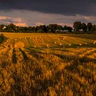 Stoppelfeld in der Abendsonne