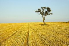 Stoppelfeld mit Baum