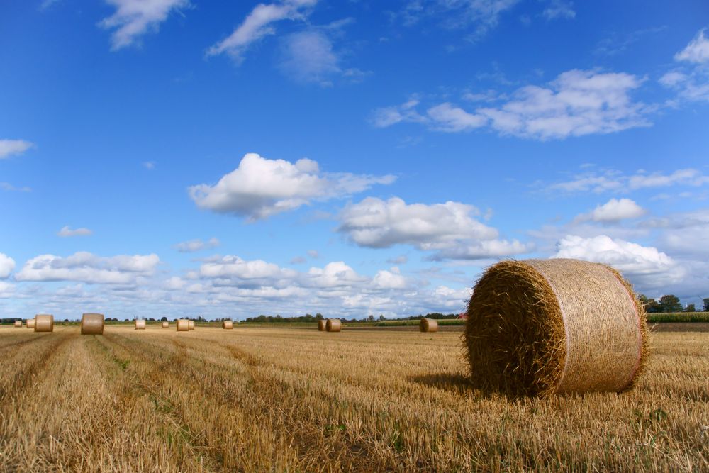 Stoppelfeld - Spätsommer in Ostfriesland