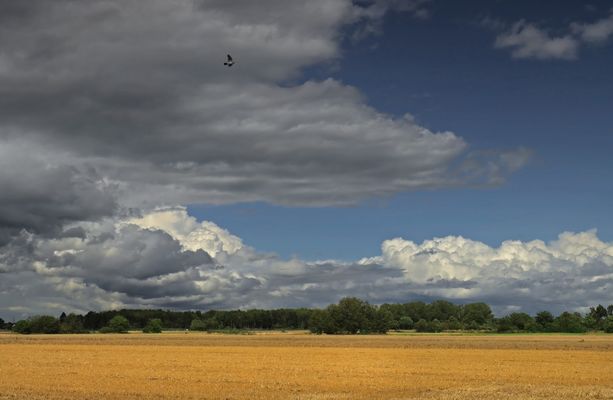 Stoppelfeld und Wolken (2)