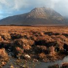 Stoppelhopsen im Fisherfield Forest