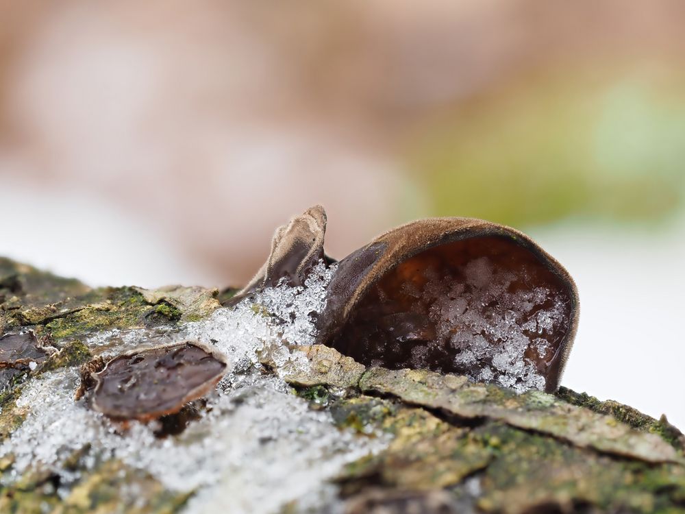 Stoppeliger Drüsling (Exidia glandulosa)