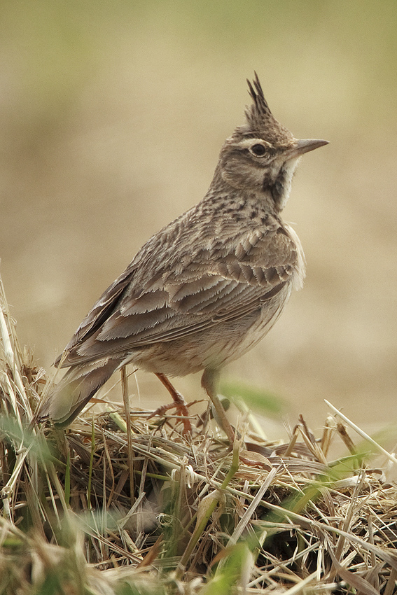 Stoppt den Vogelmord. Jetzt!!!!!