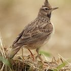 Stoppt den Vogelmord. Jetzt!!!!!