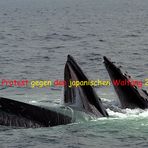 Stoppt die Tötung der Wale