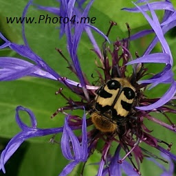 Stor Humlebille (Trichius fasciatus)