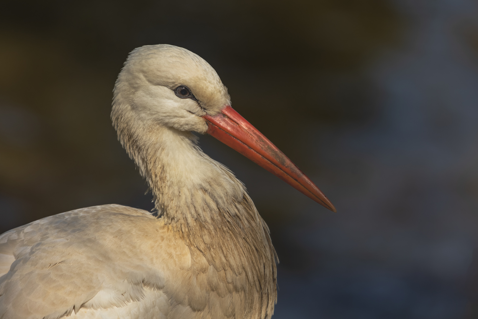 Storch 