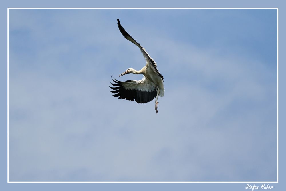 Storch